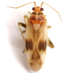 Orthotylus ornatus