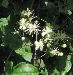 Clematis vitalba