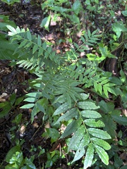 Zanthoxylum martinicense