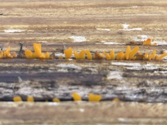 Dacrymyces