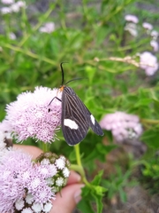 Melanchroia aterea