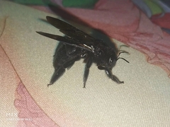 Xylocopa tranquebarorum