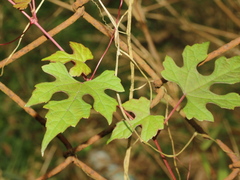 Ampelopsis glandulosa heterophylla