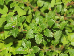 Stemodia verticillata