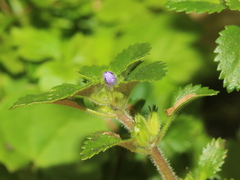 Stemodia verticillata