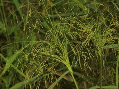 Panicum bisulcatum