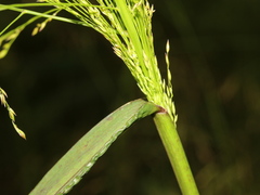 Panicum bisulcatum