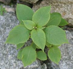 Impatiens balfourii