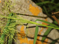 Panicum bisulcatum