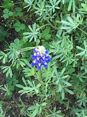Lupinus nanus