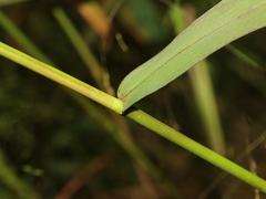 Panicum bisulcatum