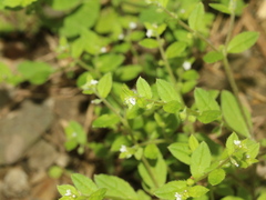 Bothriospermum zeylanicum