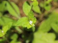 Bothriospermum zeylanicum