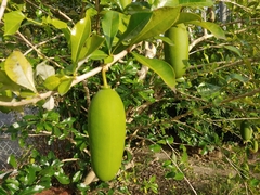 Crescentia