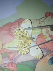 Anthocharis bambusarum