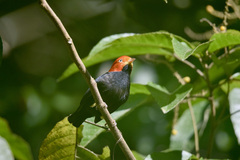 Ceratopipra mentalis