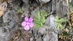Pinguicula cyclosecta