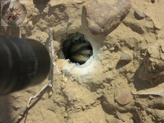 Aphonopelma moderatum