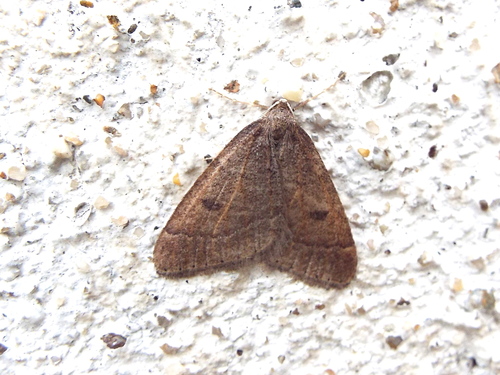 Theria primaria