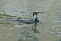 Phalacrocorax carbo sinensis