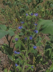 Echium vulgare vulgare