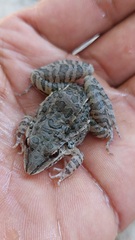 Leptodactylus fuscus