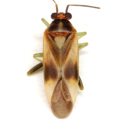 Orthotylus ornatus
