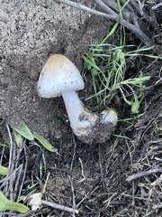 Volvopluteus gloiocephalus