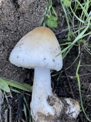 Volvopluteus gloiocephalus