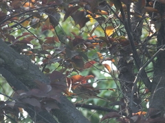 Emberiza spodocephala