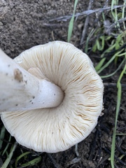 Volvopluteus gloiocephalus