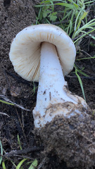 Volvopluteus gloiocephalus