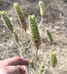 Tetramerium