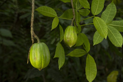 Jacaratia dolichaula