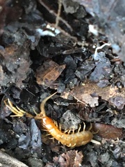 Scolopocryptops gracilis