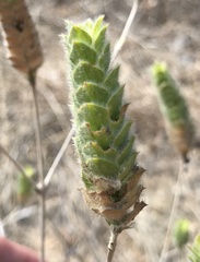 Tetramerium