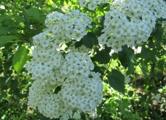 Spiraea × vanhouttei