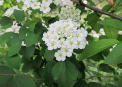 Spiraea × vanhouttei