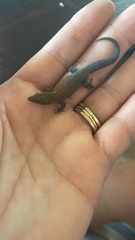 Sphaerodactylus copei