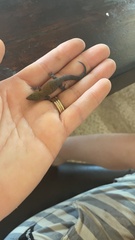 Sphaerodactylus copei