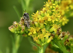 Copestylum marginatum