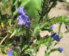 Echium vulgare vulgare