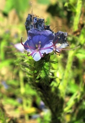 Echium vulgare vulgare