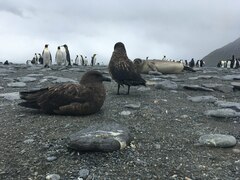 Stercorarius antarcticus