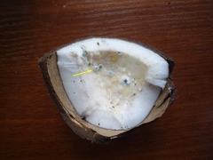 Penicillium digitatum