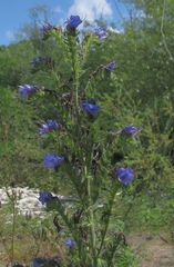 Echium vulgare vulgare