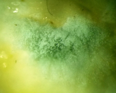 Penicillium digitatum