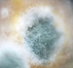 Penicillium digitatum