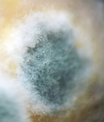 Penicillium digitatum