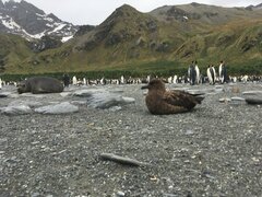 Stercorarius antarcticus